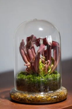 Cloche With Base 20CM Glass Dome / Round Head Glass Cloche Dome Cover Terrarium Container With Without Airhole For Venus Flytrap -Ncyp Garden Sale Shop il fullxfull.3799581615 auzw