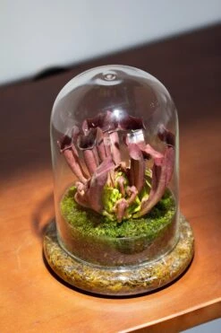 Cloche With Base 20CM Glass Dome / Round Head Glass Cloche Dome Cover Terrarium Container With Without Airhole For Venus Flytrap -Ncyp Garden Sale Shop il fullxfull.3799581803 ftre