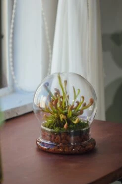 Cloche With Base 20CM Glass Dome / Round Head Glass Cloche Dome Cover Terrarium Container With Without Airhole For Venus Flytrap -Ncyp Garden Sale Shop il fullxfull.3799583555 gm42