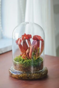 Cloche With Base 20CM Glass Dome / Round Head Glass Cloche Dome Cover Terrarium Container With Without Airhole For Venus Flytrap -Ncyp Garden Sale Shop il fullxfull.3799583911 29c1