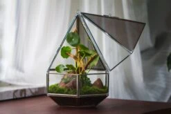 NCYP Hanging Six-surface Diamond Glass Geometric Terrarium, Stainless Steel, Silver, With Mesh For Insect Pet 21 NCYP Hanging Six-surface Diamond Glass Geometric Terrarium, Stainless Steel, Silver, With Mesh For Insect Pet -Ncyp Garden Sale Shop il fullxfull.3808288904 4ygm