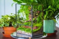 NCYP Close Geometric Glass Terrarium With Door, Tin Sealed Rectangle Tall Moss Wall Planter For Moss Wall, Fern, Landscape -Ncyp Garden Sale Shop il fullxfull.3837932852 tuch