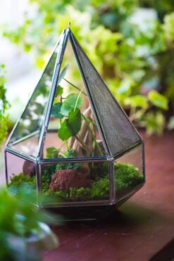 NCYP Hanging Six-surface Diamond Glass Geometric Terrarium, Stainless Steel, Silver, With Mesh For Insect Pet 18 NCYP Hanging Six-surface Diamond Glass Geometric Terrarium, Stainless Steel, Silver, With Mesh For Insect Pet -Ncyp Garden Sale Shop il fullxfull.3855815001 5en3