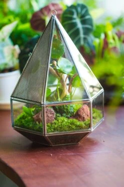 NCYP Hanging Six-surface Diamond Glass Geometric Terrarium, Stainless Steel, Silver, With Mesh For Insect Pet 15 NCYP Hanging Six-surface Diamond Glass Geometric Terrarium, Stainless Steel, Silver, With Mesh For Insect Pet -Ncyp Garden Sale Shop il fullxfull.3855815223 8b6o