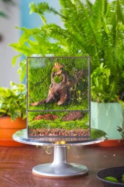 NCYP Close Geometric Glass Terrarium With Door, Tin Sealed Rectangle Tall Moss Wall Planter For Moss Wall, Fern, Landscape -Ncyp Garden Sale Shop il fullxfull.3885429113 8qjz