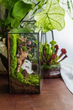 NCYP Close Geometric Glass Terrarium With Door, Tin Sealed Rectangle Tall Moss Wall Planter For Moss Wall, Fern, Landscape -Ncyp Garden Sale Shop il fullxfull.3885429115 jgs9