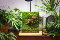 NCYP Close Geometric Glass Terrarium With Door, Tin Sealed Rectangle Tall Moss Wall Planter For Moss Wall, Fern, Landscape -Ncyp Garden Sale Shop il fullxfull.3885429379 fhnv