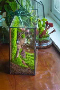 NCYP Close Geometric Glass Terrarium With Door, Tin Sealed Rectangle Tall Moss Wall Planter For Moss Wall, Fern, Landscape -Ncyp Garden Sale Shop il fullxfull.3885429895 fll7