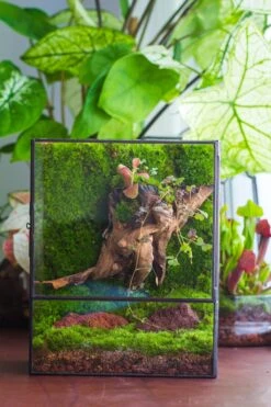 NCYP Close Geometric Glass Terrarium With Door, Tin Sealed Rectangle Tall Moss Wall Planter For Moss Wall, Fern, Landscape -Ncyp Garden Sale Shop il fullxfull.3885440913 d81d