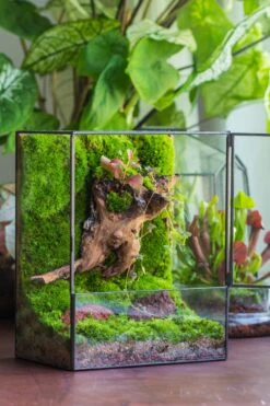 NCYP Close Geometric Glass Terrarium With Door, Tin Sealed Rectangle Tall Moss Wall Planter For Moss Wall, Fern, Landscape -Ncyp Garden Sale Shop il fullxfull.3885445155 of87