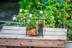 NCYP Vintage Feet Cube Close Geometric Glass Terrarium With Door, Tin Sealed Cube 4.3 / 5.9 Inches Planter Succulent Cacti Fern Flower Pot -Ncyp Garden Sale Shop il fullxfull.4262512386 2ae9
