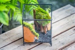 NCYP Vintage Feet Cube Close Geometric Glass Terrarium With Door, Tin Sealed Cube 4.3 / 5.9 Inches Planter Succulent Cacti Fern Flower Pot -Ncyp Garden Sale Shop il fullxfull.4262544996 87jq