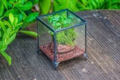 NCYP Vintage Feet Cube Close Geometric Glass Terrarium With Door, Tin Sealed Cube 4.3 / 5.9 Inches Planter Succulent Cacti Fern Flower Pot -Ncyp Garden Sale Shop il fullxfull.4309903789 i2ga