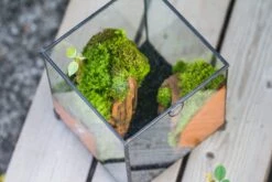 NCYP Vintage Feet Cube Close Geometric Glass Terrarium With Door, Tin Sealed Cube 4.3 / 5.9 Inches Planter Succulent Cacti Fern Flower Pot -Ncyp Garden Sale Shop il fullxfull.4309935667 a4hb