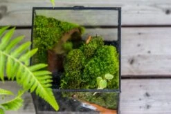 NCYP Vintage Feet Cube Close Geometric Glass Terrarium With Door, Tin Sealed Cube 4.3 / 5.9 Inches Planter Succulent Cacti Fern Flower Pot -Ncyp Garden Sale Shop il fullxfull.4309935907 uuov