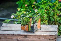 NCYP Vintage Feet Cube Close Geometric Glass Terrarium With Door, Tin Sealed Cube 4.3 / 5.9 Inches Planter Succulent Cacti Fern Flower Pot -Ncyp Garden Sale Shop il fullxfull.4309935969 bli4