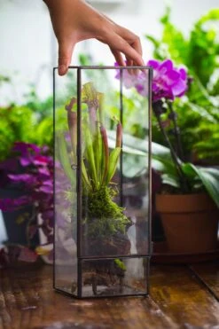 NCYP Close 11.8" Tall Geometric Glass Terrarium With Door, Tin Sealed Pillar, Planter For Moss Wall, Fern, Pitcher Plants, Tropical Plants -Ncyp Garden Sale Shop il fullxfull.4429467988 rwtu