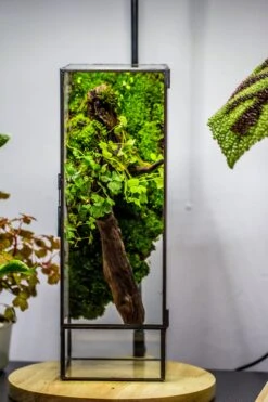 NCYP Close 11.8" Tall Geometric Glass Terrarium With Door, Tin Sealed Pillar, Planter For Moss Wall, Fern, Pitcher Plants, Tropical Plants -Ncyp Garden Sale Shop il fullxfull.4429467994 8ciw