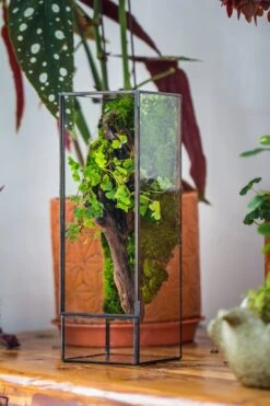NCYP Close 11.8" Tall Geometric Glass Terrarium With Door, Tin Sealed Pillar, Planter For Moss Wall, Fern, Pitcher Plants, Tropical Plants -Ncyp Garden Sale Shop il fullxfull.4429468046 tvji