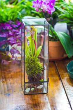 NCYP Close 11.8" Tall Geometric Glass Terrarium With Door, Tin Sealed Pillar, Planter For Moss Wall, Fern, Pitcher Plants, Tropical Plants -Ncyp Garden Sale Shop il fullxfull.4476826571 4ls8