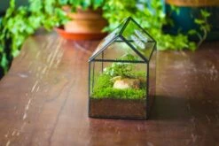 NCYP Handmade Geometric Glass Close Terrarium Box House Shape, Swing Lid Latch For Air Plants Moss Snail Reptile Habitat Vivarium -Ncyp Garden Sale Shop il fullxfull.4550489611 4rtb