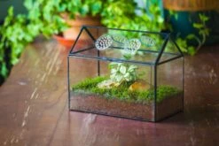 NCYP Handmade Geometric Glass Close Terrarium Box House Shape, Swing Lid Latch For Air Plants Moss Snail Reptile Habitat Vivarium -Ncyp Garden Sale Shop il fullxfull.4550489963 nd1t