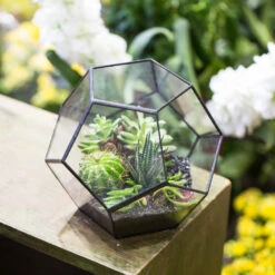 Handmade Tabletop Polyhedron Glass Geometric Terrarium For Succulent Fern Moss Air Plant 18 Handmade Tabletop Polyhedron Glass Geometric Terrarium For Succulent Fern Moss Air Plant -Ncyp Garden Sale Shop product image 379728787