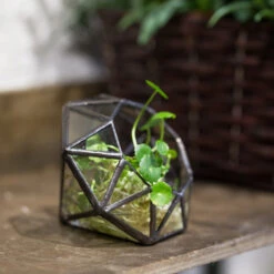 Handmade Mini Eight-surfaces Diamond Glass Geometric Terrarium ForFern Moss Ring Box 13 Handmade Mini Eight-surfaces Diamond Glass Geometric Terrarium ForFern Moss Ring Box -Ncyp Garden Sale Shop product image 379729139