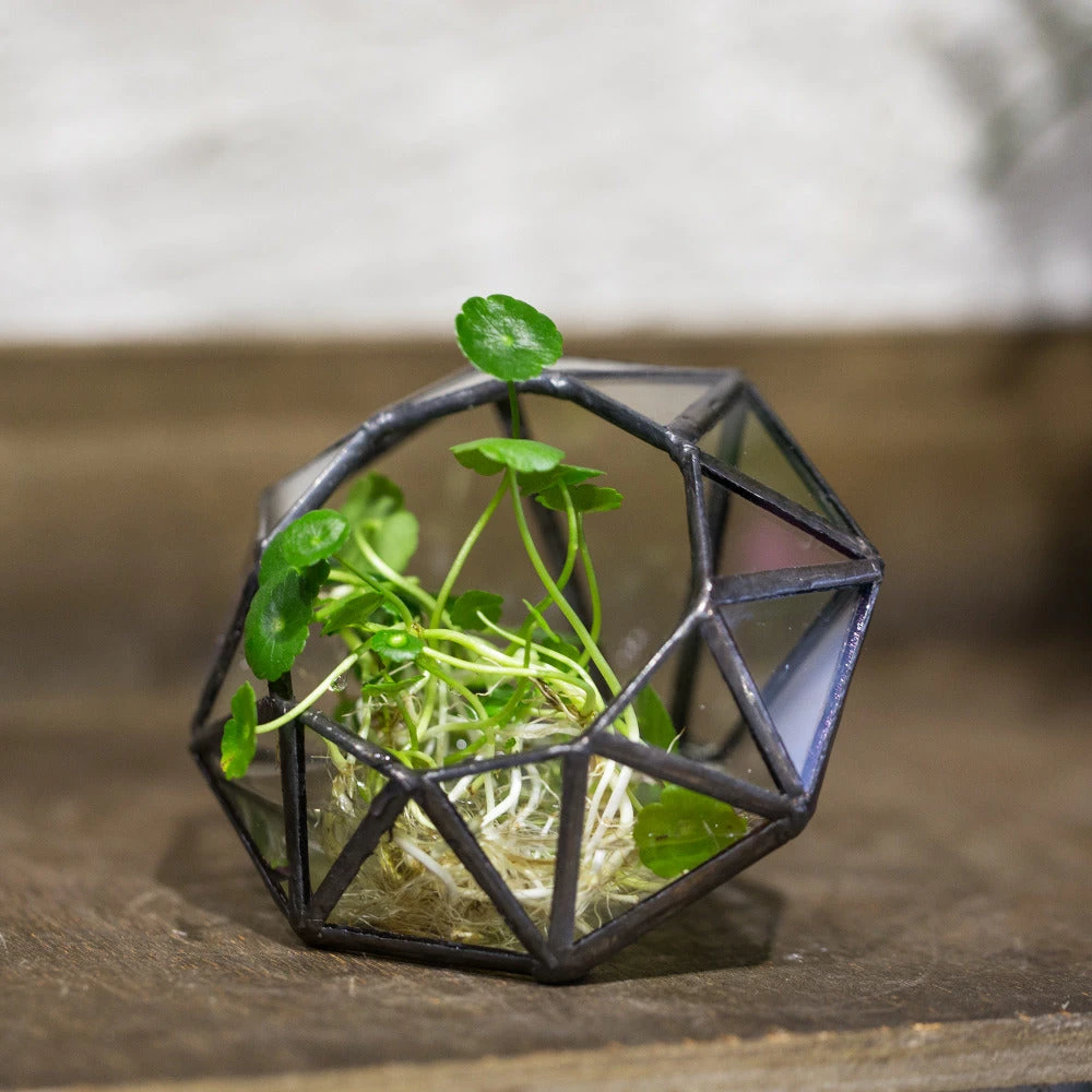 Handmade Mini Eight-surfaces Diamond Glass Geometric Terrarium ForFern Moss Ring Box 4 Handmade Mini Eight-surfaces Diamond Glass Geometric Terrarium ForFern Moss Ring Box - Image 4