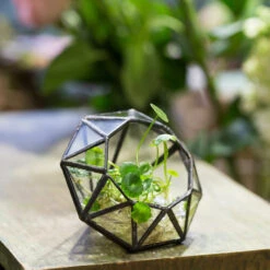 Handmade Mini Eight-surfaces Diamond Glass Geometric Terrarium ForFern Moss Ring Box 18 Handmade Mini Eight-surfaces Diamond Glass Geometric Terrarium ForFern Moss Ring Box -Ncyp Garden Sale Shop product image 379729155