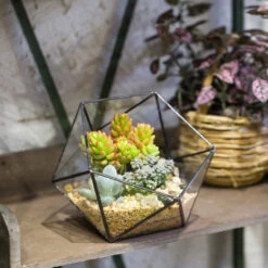 Handmade Bowl Shape Geometric Glass Terrarium Pot For Plants Succulent Moss Miniature Airplants -Ncyp Garden Sale Shop product image 381129921