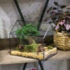 Handmade House Shape Open On The Side Glass Geometric Terrarium For Fern Moss Succulents Airplants