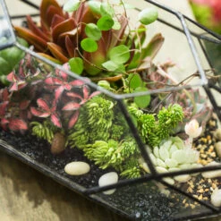 Handmade 11" Height Long Irregular Oval Geometric Glass Terrarium Lantern For Fern Moss Succulents -Ncyp Garden Sale Shop product image 386949527