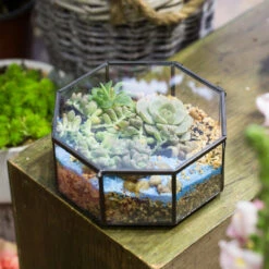 Handmade Flat Octagon Glass Geometric Terrarium For Succulents Fern Moss -Ncyp Garden Sale Shop product image 462967460