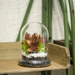 Blown 2 Piece Glass Cloche Dome Cover Terrarium Container With Without Airhole For Venus Flytrap 19 Blown 2 Piece Glass Cloche Dome Cover Terrarium Container With Without Airhole For Venus Flytrap -Ncyp Garden Sale Shop product image 471638620