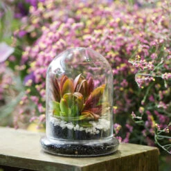 Blown 2 Piece Glass Cloche Dome Cover Terrarium Container With Without Airhole For Venus Flytrap 16 Blown 2 Piece Glass Cloche Dome Cover Terrarium Container With Without Airhole For Venus Flytrap -Ncyp Garden Sale Shop product image 471638633