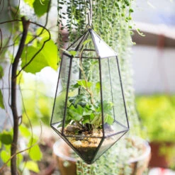 Handmade Hanging Artistic Clear Glass Six-surfaces Diamond Geometric Terrarium DIY For Succulent Pot 18 Handmade Hanging Artistic Clear Glass Six-surfaces Diamond Geometric Terrarium DIY For Succulent Pot -Ncyp Garden Sale Shop product image 471640413