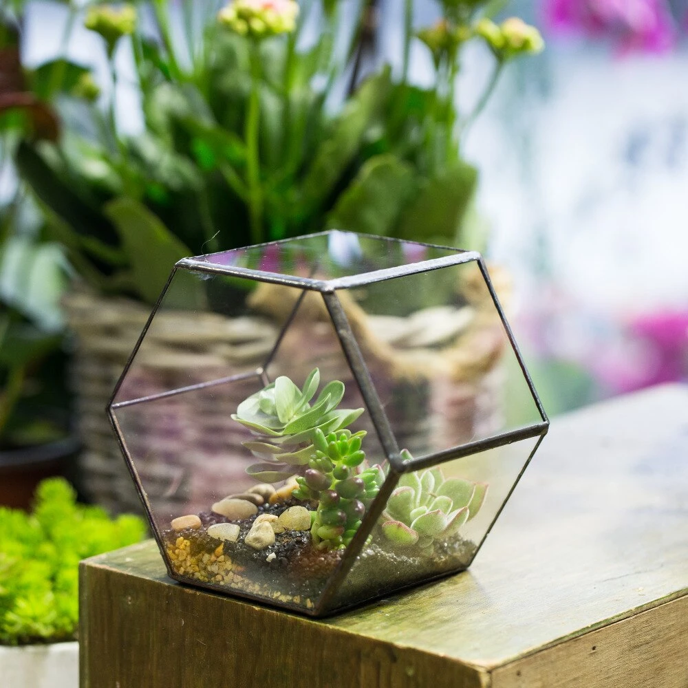 Handmade Thick Geometric Hexagon Glass Terrarium For Succulent Moss Airplants 8 Handmade Thick Geometric Hexagon Glass Terrarium For Succulent Moss Airplants - Image 8