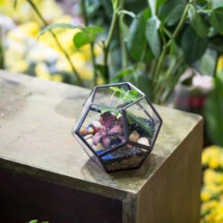 Handmade Mini Black Pentagon Glass Geometric Terrarium For Ring Box Moss -Ncyp Garden Sale Shop product image 499881924