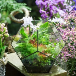 Handmade Extra Large Large Pentagon Glass Geometric Terrarium For Succulents Fern Moss Airplants 18 Handmade Extra Large Large Pentagon Glass Geometric Terrarium For Succulents Fern Moss Airplants -Ncyp Garden Sale Shop product image 534652728