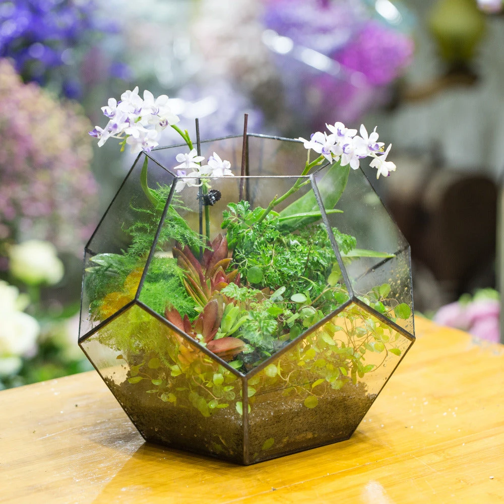 Handmade Extra Large Large Pentagon Glass Geometric Terrarium For Succulents Fern Moss Airplants 9 Handmade Extra Large Large Pentagon Glass Geometric Terrarium For Succulents Fern Moss Airplants - Image 9