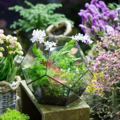 Handmade Extra Large Large Pentagon Glass Geometric Terrarium For Succulents Fern Moss Airplants 23 Handmade Extra Large Large Pentagon Glass Geometric Terrarium For Succulents Fern Moss Airplants -Ncyp Garden Sale Shop product image 534652743