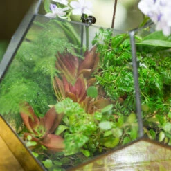 Handmade Extra Large Large Pentagon Glass Geometric Terrarium For Succulents Fern Moss Airplants 22 Handmade Extra Large Large Pentagon Glass Geometric Terrarium For Succulents Fern Moss Airplants -Ncyp Garden Sale Shop product image 534652744