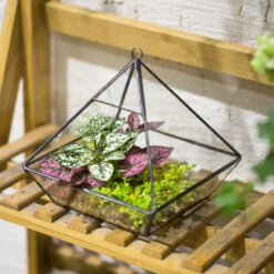 Handmade Hanging Glass Geometric Plant Container Terrariumfor Succulent Planter Fern Moss 18 Handmade Hanging Glass Geometric Plant Container Terrariumfor Succulent Planter Fern Moss -Ncyp Garden Sale Shop product image 550613369
