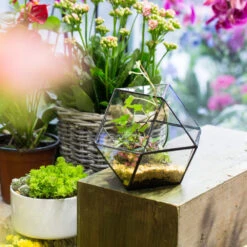 Handmade Glass Geometric Flower Terrarium Pot For Succulents Moss Fern Micro Landscape -Ncyp Garden Sale Shop product image 568044674