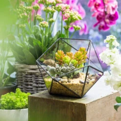 Handmade Bowl Shape Geometric Glass Terrarium For Garden Plants Succulents Moss Airplants -Ncyp Garden Sale Shop product image 575616797