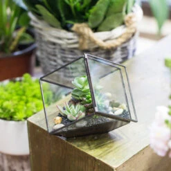 Handmade 10cm / 15cm Inclined Cube Glass Black Geometric Terrarium With Door For Succulent Moss -Ncyp Garden Sale Shop product image 575619543