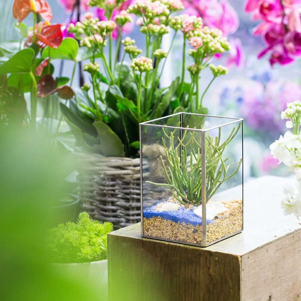 Handmade Silver Long Geometric Glass Terrarium For Succulents Moss Cacti Fern 5 Handmade Silver Long Geometric Glass Terrarium For Succulents Moss Cacti Fern - Image 5