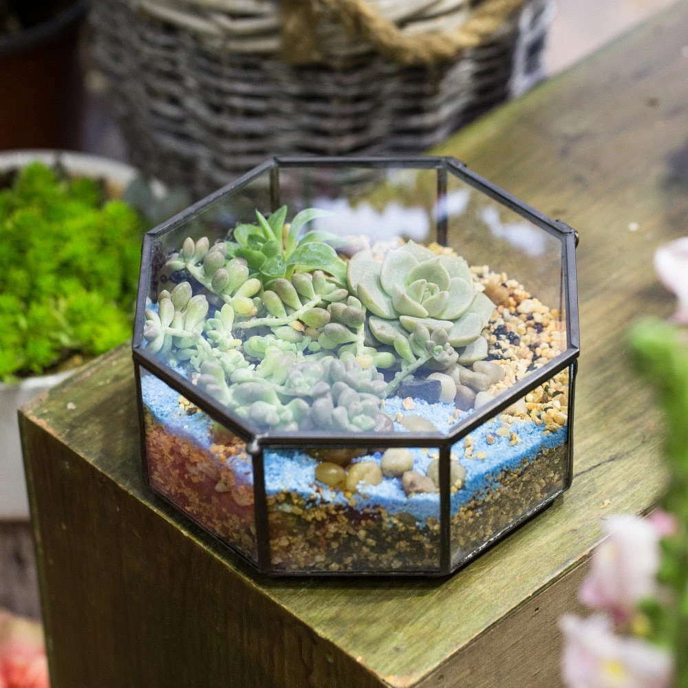 Handmade Regular Octagon Glass Geometric Terrarium For Succulent Decoration 4 Handmade Regular Octagon Glass Geometric Terrarium For Succulent Decoration - Image 4