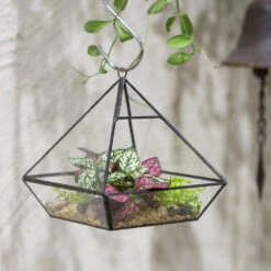 Handmade Black Vertebral Hanging Geometric Glass Terrarium For Succulent Fern Moss 23 Handmade Black Vertebral Hanging Geometric Glass Terrarium For Succulent Fern Moss -Ncyp Garden Sale Shop product image 679267978